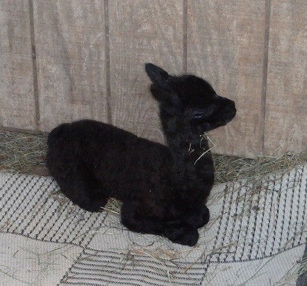 Summer Day 3 - A New Cria Is Born!