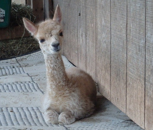 First Cria 2017 - It's a Girl!