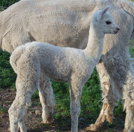 First Cria of 2016 - Meet Accoyo Amor