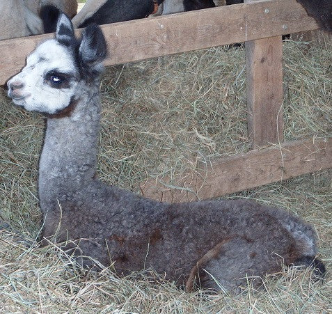 Meet Saint Francis!