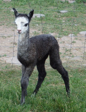 Wind Beneath My Wings - Cria #2