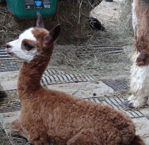 Summer Day 2 - 2 More Cria Arrive!