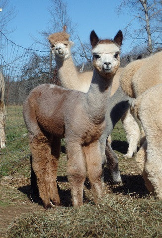 Micron Reports Show Our Alpacas are FINE!
