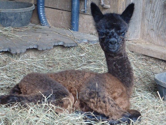 Midnight Confessions - The First Black Cria of the Season!